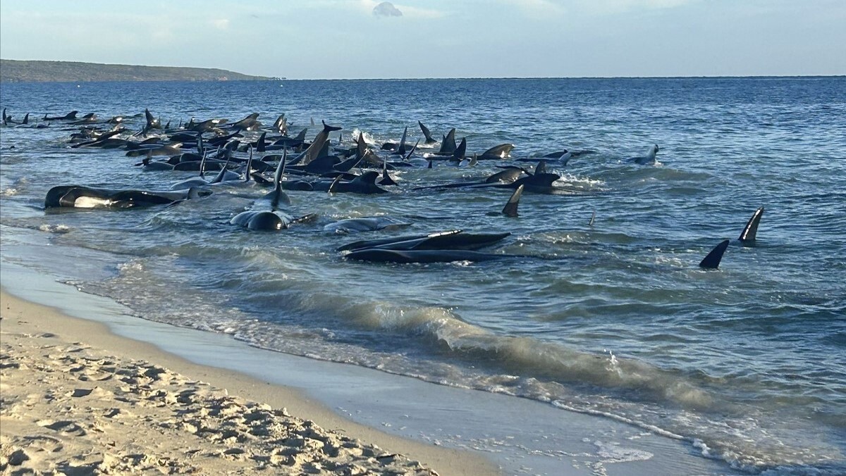 座礁したクジラ１３０頭を救出、２８頭は助からず　西オーストラリア