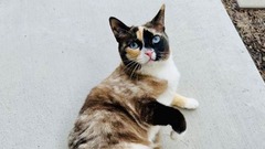 およそ１０００キロ離れたアマゾンの倉庫で見つかった猫の「ガレナ」