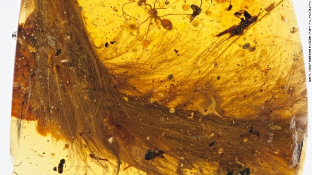 琥珀に閉じ込められた状態の恐竜の尾を科学者らが分析