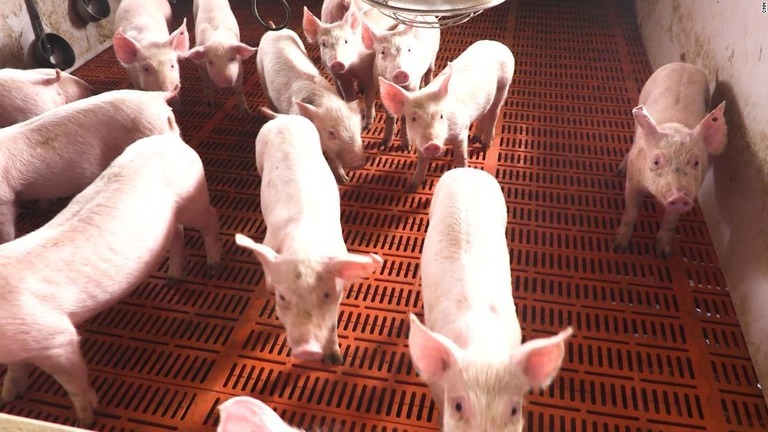 人にも感染する豚のインフルエンザウイルスが中国で確認された/CNN