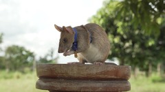 ネズミにメダル授与、カンボジアで地雷除去に活躍　英慈善団体