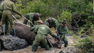 鎮静剤の効いたサイを水場から安全に連れ出そうとするケニア野生生物公社の職員たち