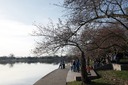 米首都ワシントンの桜並木、防波堤補修で約１６０本を伐採へ