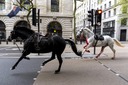 ロンドン市内暴走の軍馬、２頭が「深刻な状態」に　英国
