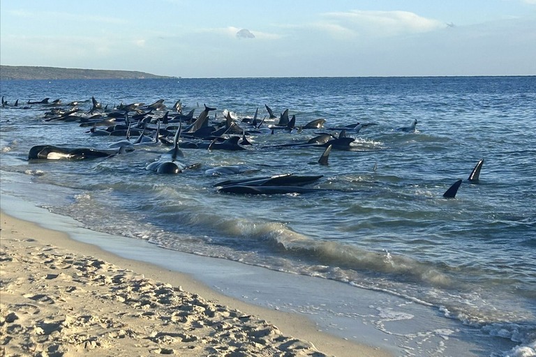 座礁したゴンドウクジラの群れ＝２５日、西オーストラリア州/Dunsborough and Busselton Wildli/Reuters