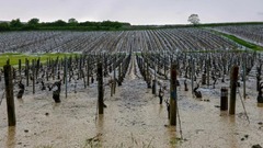 フランスでピンポン玉大のひょう、ワイン産地に被害