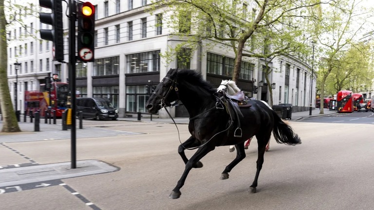 英ロンドンの通りを走る騎兵隊の馬＝２４日/Jordan Pettitt/PA