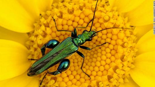 ６．「英国の四季」部門　「夏の虫」　Ross Hoddinott/BWPA