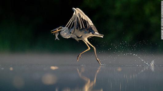 ４．「動物の行動」部門　「水の上を歩くアオサギ」　Andrew Parkinson/BWPA