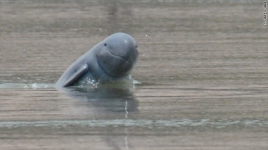 絶滅の危機に瀕しているカワゴンドウ 写真提供ｗｗｆ