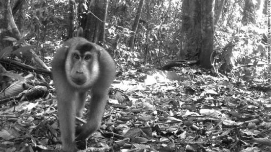 インドネシアのブキ・バリサン・セラタン国立公園で撮影されたブタオザル