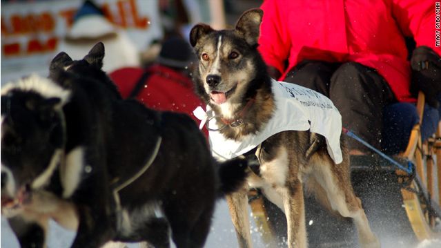 アラスカの犬ぞりレース