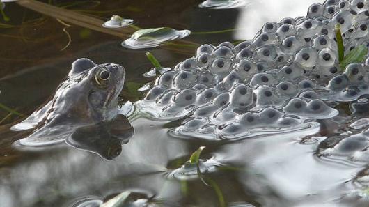 ７．１１歳以下の部　「カエルと卵」　Walter Lovell/BWPA