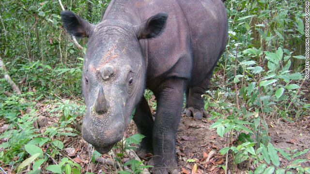 スマトラサイの生息数は現在２５０頭未満でインドネシアやマレーシアで見られる＝Zoological Society of London提供