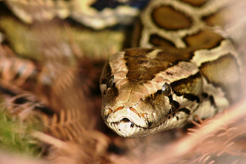 Cnn Co Jp 米フロリダでヘビ狩り競争 繁殖し過ぎて生態系に悪影響