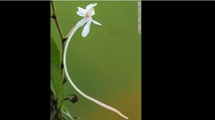 生態調査では新しい植物も見つかった＝© 2013 Piotr Naskrecki