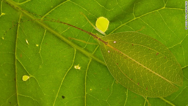 葉っぱに擬態しているキリギリスの仲間。見つかったのは１００年ぶりになるという＝© 2013 Piotr Naskrecki