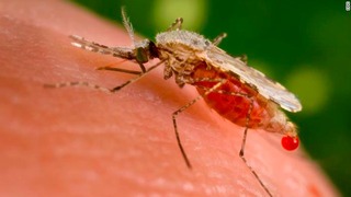 米研究チームがマラリア予防ワクチンで「画期的成果」をあげたと発表＝CDC提供