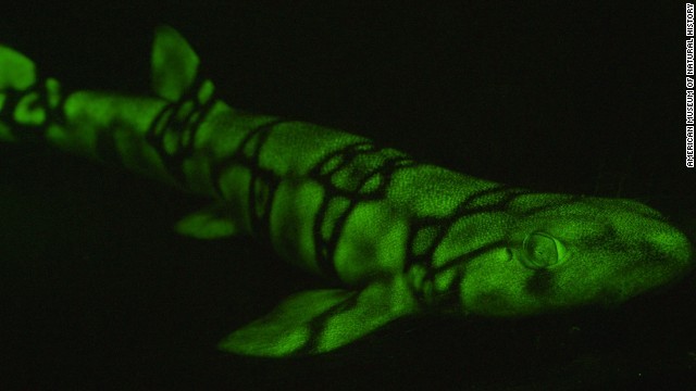 Cnn Co Jp 写真特集 海中で光る魚たち 1 5