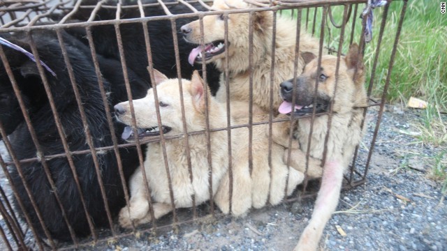 肉屋に売られる犬