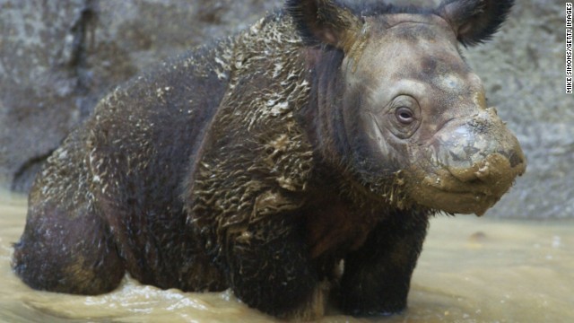 人間が食用のため動物を殺したり、生息地を破壊したりいているのが原因だという