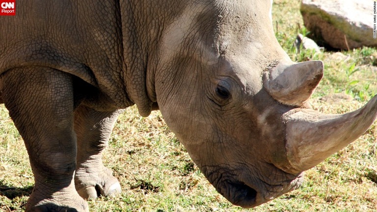 絶滅の危機に瀕しているキタシロサイ