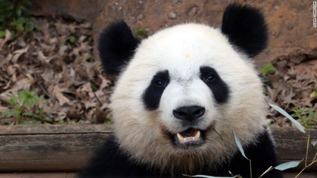 飼育施設に男が侵入 パンダが 撃退 中国の動物園 Cnn Co Jp