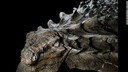皮膚も装甲も「そのまま」、１億年前の恐竜化石を公開　カナダ