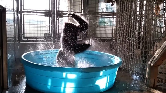 しぶきを上げてゴリラがダンス 米動物園の動画が話題に Cnn Co Jp