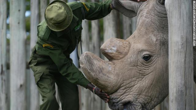 最後の雄のキタシロサイ、「スーダン」が４５歳で死んだ