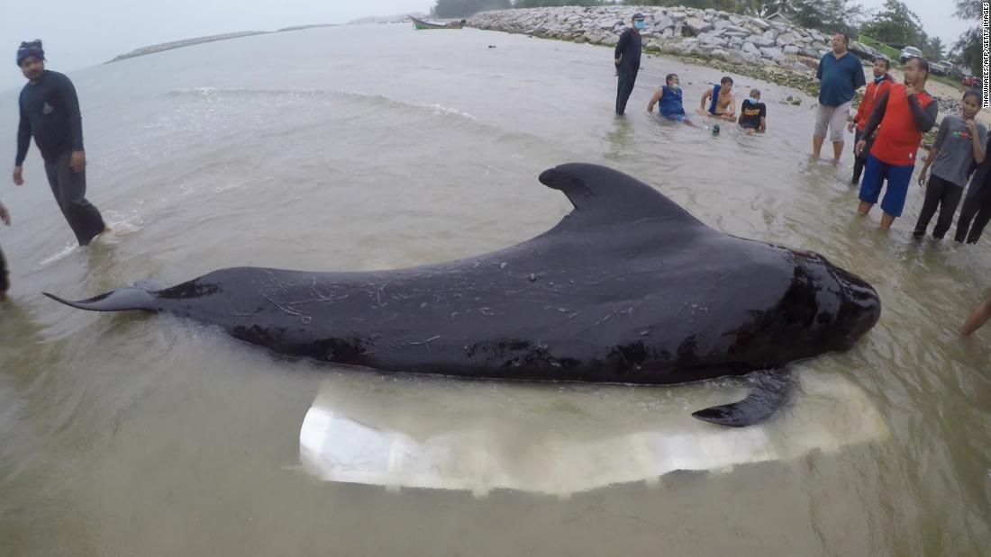 Cnn Co Jp ８キロ分のプラスチックごみ クジラがのみ込み死ぬ タイ