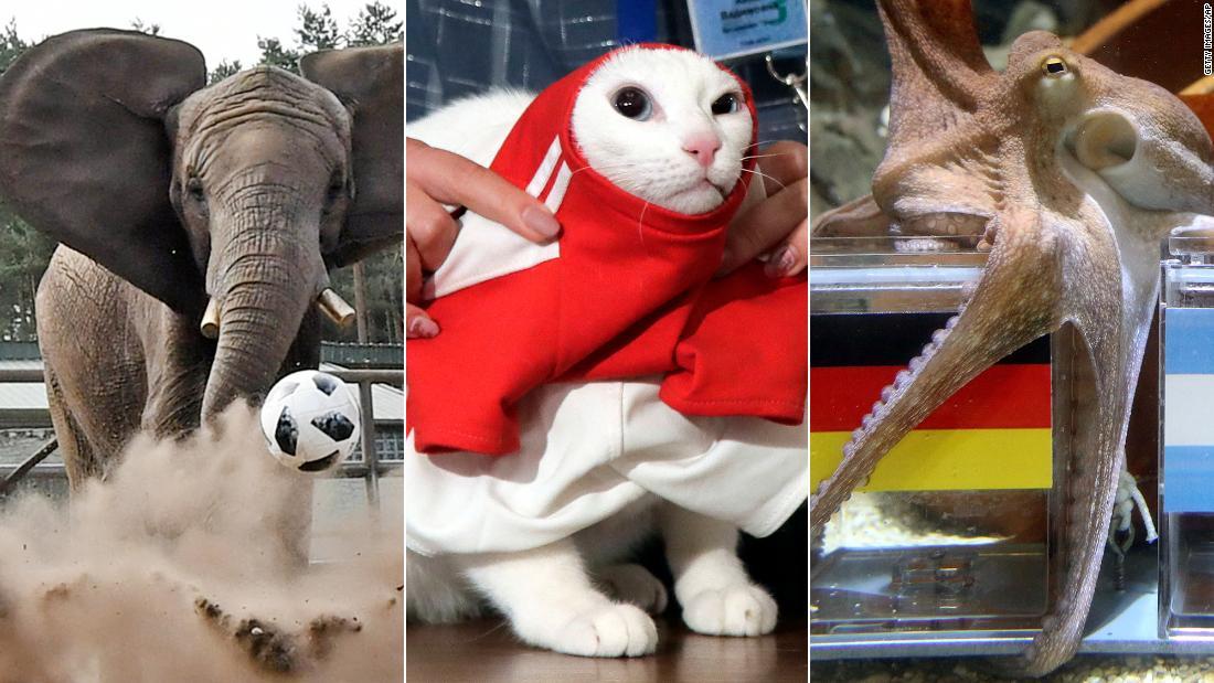 タコに続いて猫やパンダやラクダも参戦、Ｗ杯予言の的中率は？(1/3 