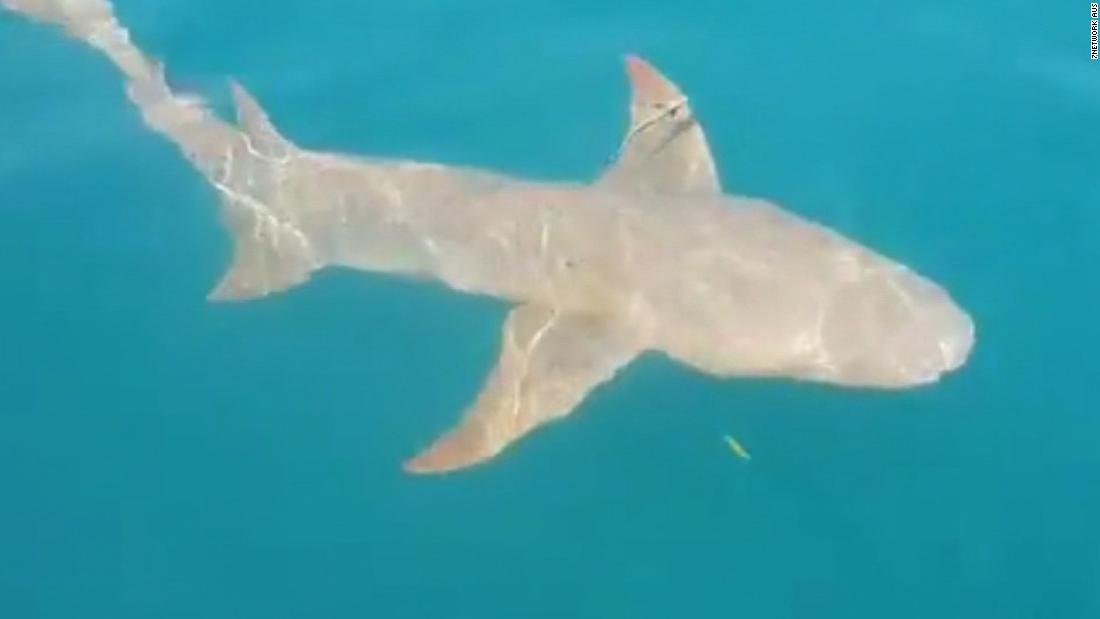 Cnn Co Jp サメが女性を海に引きずり込む 恐怖の瞬間を撮影 豪海岸 1 2