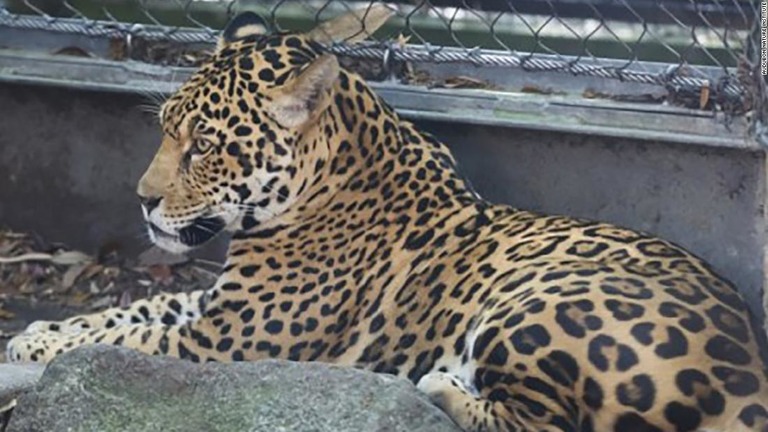 Cnn Co Jp ジャガーが脱走 アルパカなど６頭が襲われ死ぬ 米動物園