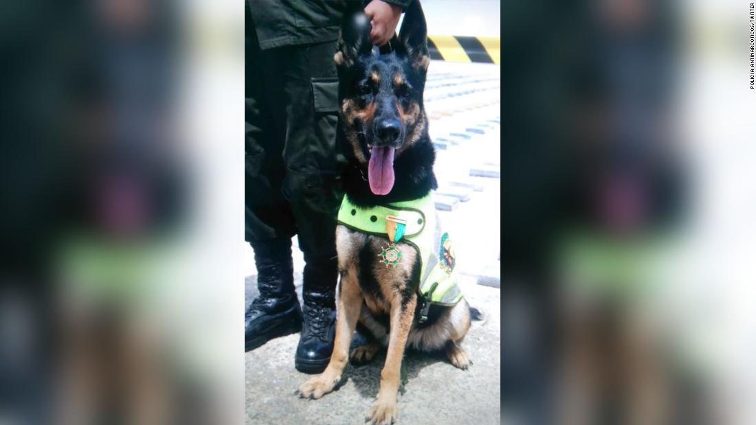 Cnn Co Jp 麻薬探知犬の首に７００万円の 懸賞金 犯罪組織が発表 コロンビア
