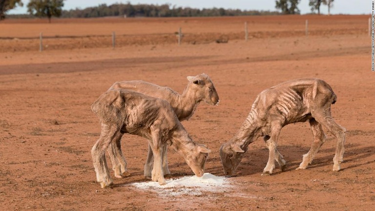 干ばつの影響で家畜の餌不足が深刻化したため、カンガルー駆除の規制が緩和された/Brook Mitchell/Getty Images AsiaPac/Getty Images