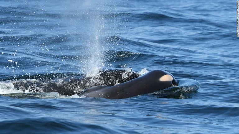 生後間もなく死んだ子どもの死骸に寄り添い、泳ぎ続ける母シャチ/Dave Ellifrit, Center for Whale Research