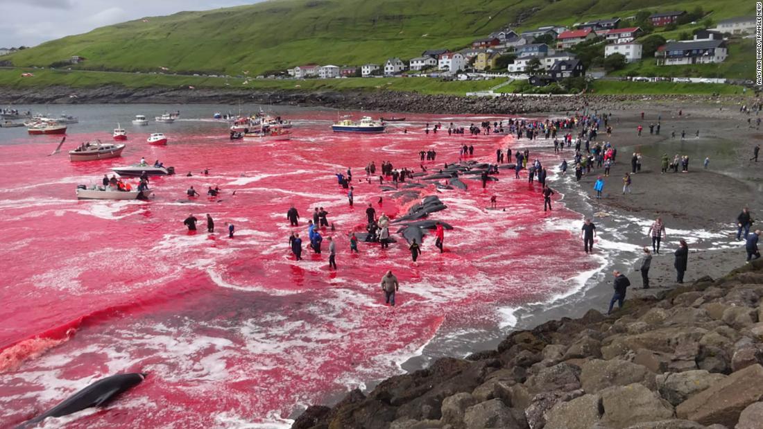 クジラ漁の血で海が一面赤に 保護活動家から批判 フェロー諸島 Cnn Co Jp