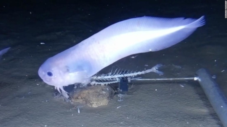 Cnn Co Jp 海洋生物の新種発見 太平洋の海溝で