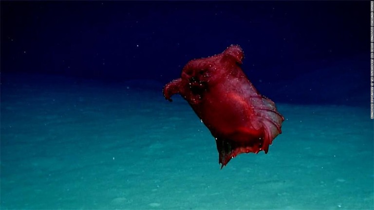 Cnn Co Jp 深海泳ぐ 頭のないチキンモンスター の映像 南極海保護を後押し