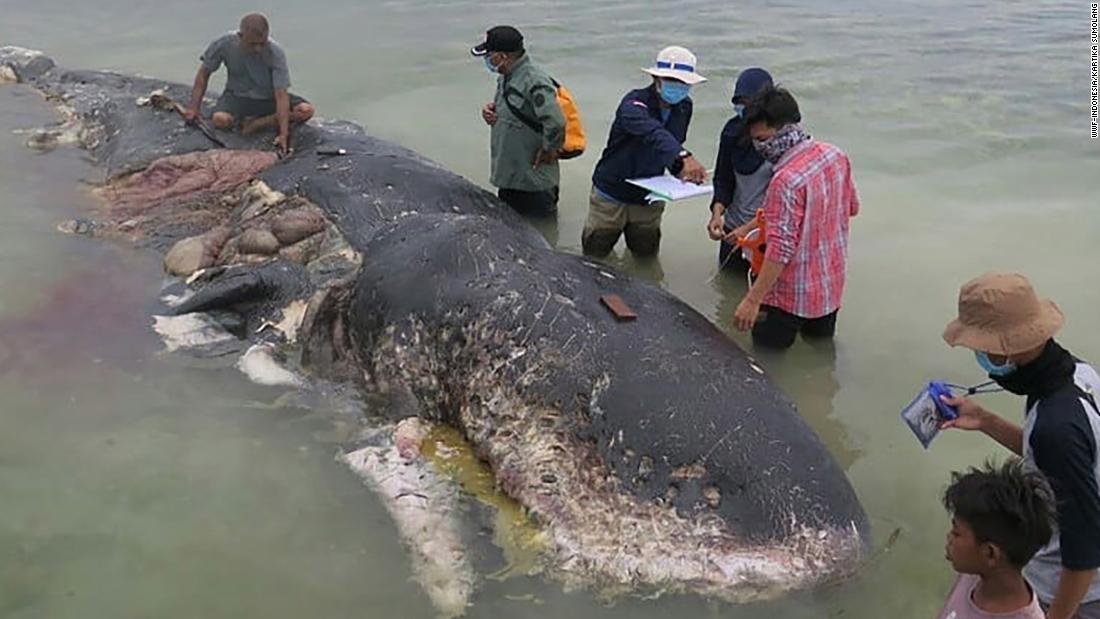 Cnn Co Jp クジラの死骸から千個以上のプラスチックごみ インドネシア