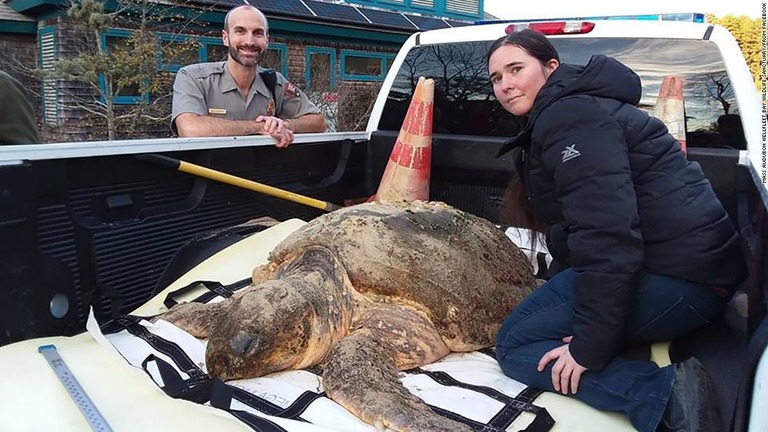 厳しい寒さの影響で１００匹を超えるカメが死亡した/Mass Audubon Wellfleet Bay Wildlife Sanctuary/from Facebook