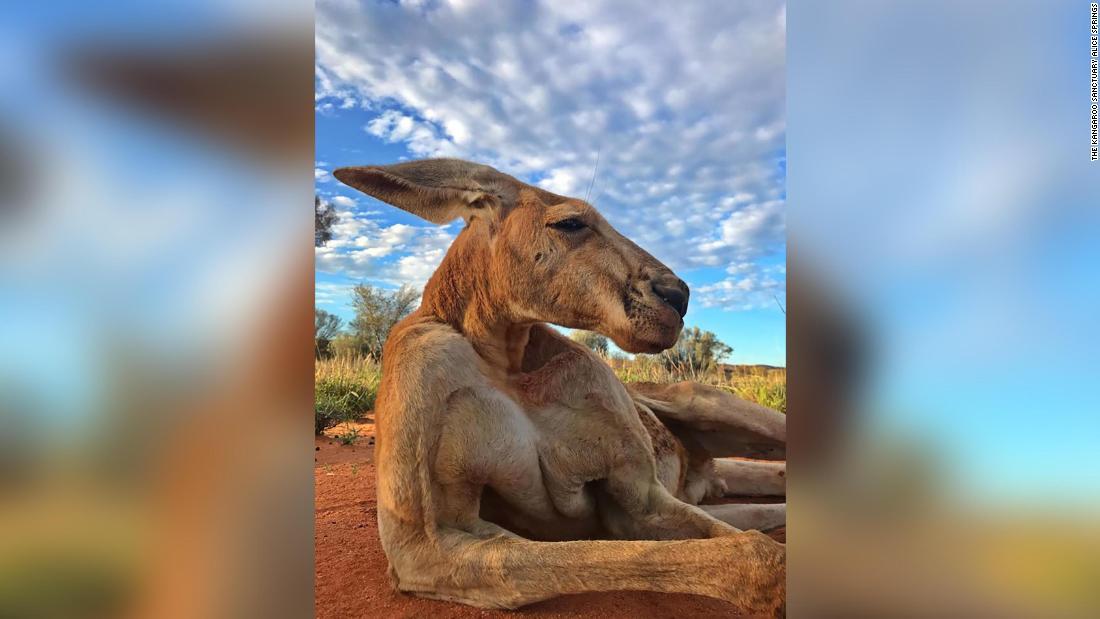 Cnn Co Jp マッチョなカンガルー ロジャー 死ぬ バケツ潰す姿で有名に 豪