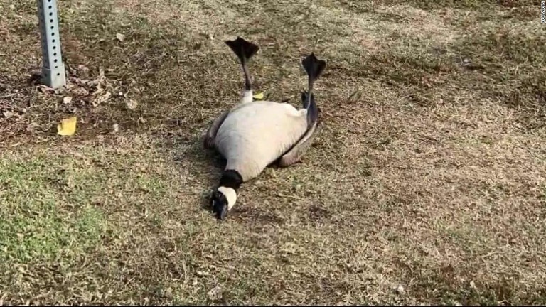 破棄された錠剤を食べたとみられる野鳥が気絶などしているのが見つかった/KCAL/KCBS