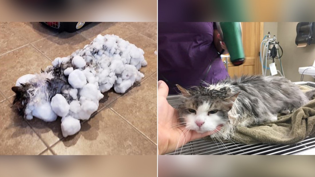 Cnn Co Jp 雪に埋まり氷漬けの猫 間一髪で救助され 解凍 米