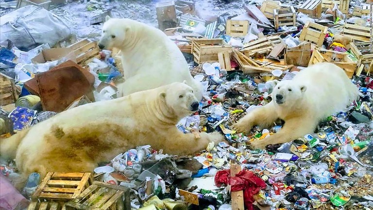 ロシア北極圏の街にホッキョクグマが出没して住民を不安に陥れている/friend__of__your__friend/Instagram 