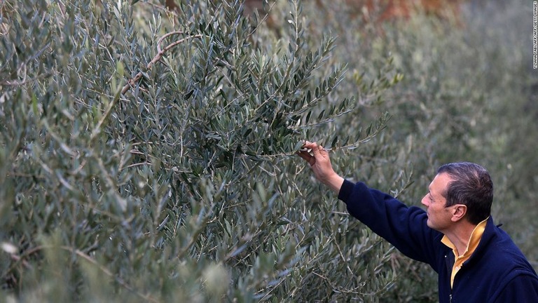 オリーブの木の具合を確かめる農家の男性＝イタリア・フィレンツェ近郊/TIZIANA FABI/AFP/AFP/Getty Images