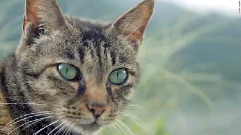 衰退の著しかった台湾北部の町が、猫たちのおかげで活気を取り戻しつつある/Black Buddha