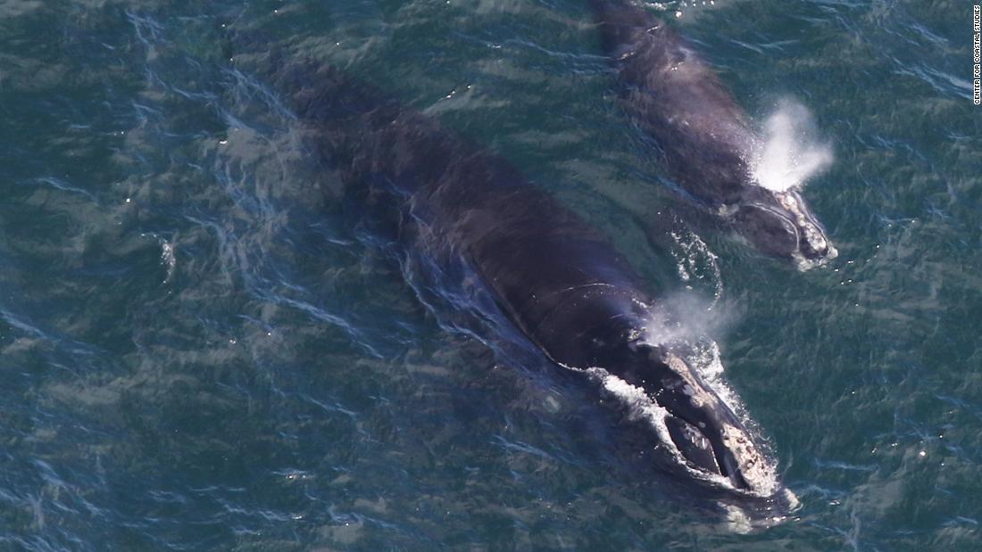 Cnn Co Jp 絶滅危惧種クジラの赤ちゃん 安全な海に到達 個体数回復へ希望