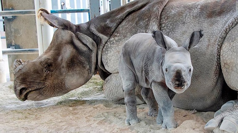 マイアミの動物園で、人工授精によってインドサイの赤ちゃんが誕生した/Zoo Miami 